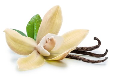 Sarı güve çiçeği ve beyaz arka planda vanilya çubukları. Dosya kırpma yolu içeriyor.