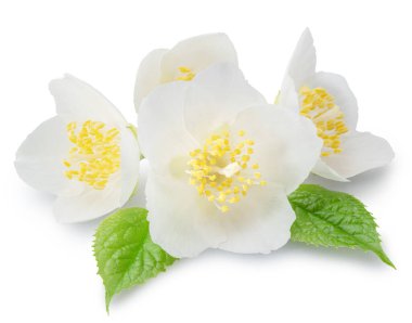 Yeşil yapraklı yasemin çiçekleri beyaz arka planda. Dosya kırpma yolları içeriyor.