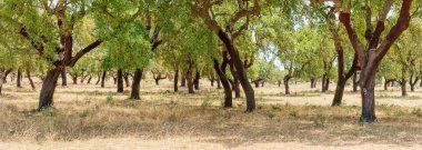 Mantar meşe çiftliği. En yakın yıllarda soymak için uygun yenilenebilir ağaç kabukları olan meşe gövdeleri..