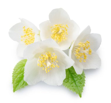 Yeşil yapraklı yasemin çiçekleri beyaz arka planda. Dosya kırpma yolları içeriyor.