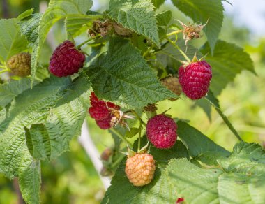 Bahçedeki ahududu çalılarının üzerinde olgun ve olgunlaşmamış ahududular.