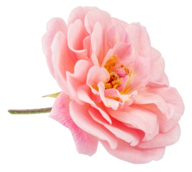 Beyaz arka planda soluk pembe güller. Dosya kırpma yolu içeriyor.