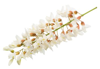 Beyaz arka planda çiçek açan akasya çiçekleri ya da sahte akasya. Dosya kırpma yolu içeriyor.