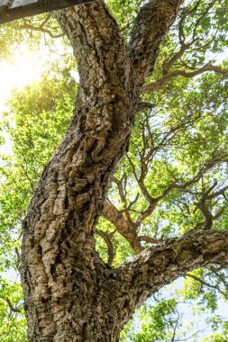 Eski ağaç kabuklarıyla kaplı meşe gövdeleri..