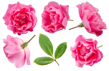 Beyaz arka planda canlı pembe güller. Dosya kırpma yolları içeriyor.