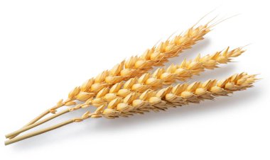 Olgun buğday kulakları beyaza izole edilmiş. Dosya kırpma yolları içeriyor.