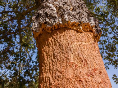 Mantar meşe gövdesi yeni soyulmuş ve kırmızımsı çekirdeği ortaya çıkmış. Kabuk dokusunun yakın çekim görüntüsü.