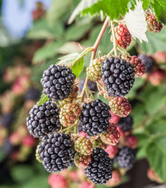 Böğürtlen bahçedeki çalı üzerinde.