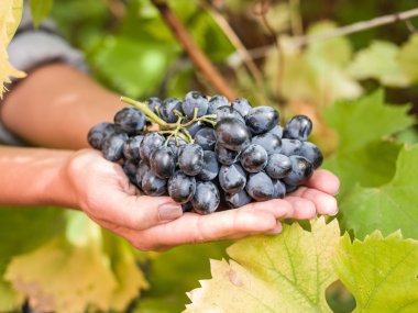 Elinde mor üzüm.