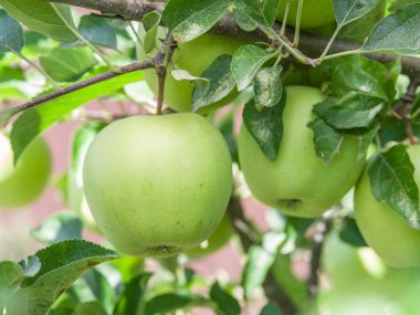 Olgun Golden Delicious elma ağacı üzerinde.