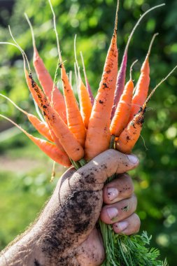 Havuç adamın elinde. Arka Bahçe.