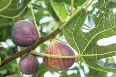 Ripe fig fruits on the tree. clipart