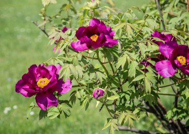 Zeytin yağı zeytin berry bırakır. Kavramsal resim.