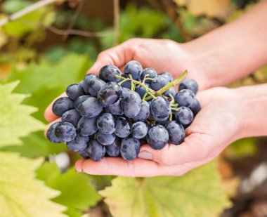 Elinde mor üzüm.