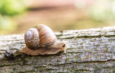 Ağaca sürünen salyangoz.