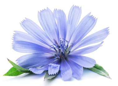 Chicory flowers isolated on the white background. clipart