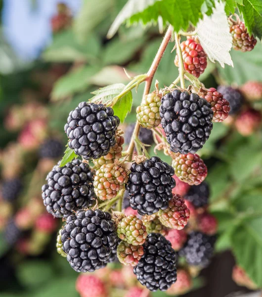 Moras en el arbusto en el jardín . — Foto de Stock