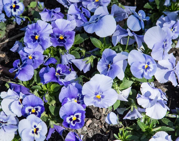 Barevných květů pansy. Close-up shot. — Stock fotografie