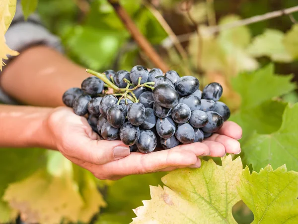 Purple grape in the hands. — Stock Photo, Image