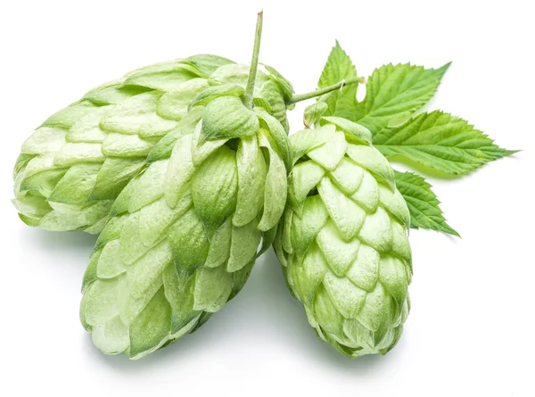 Hop cones. Isolated on white background. — Stock Photo, Image