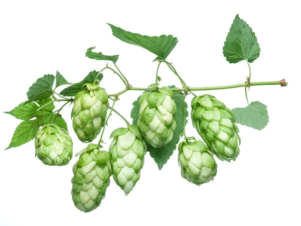 Hop cones. Isolated on white background. — Stock Photo, Image