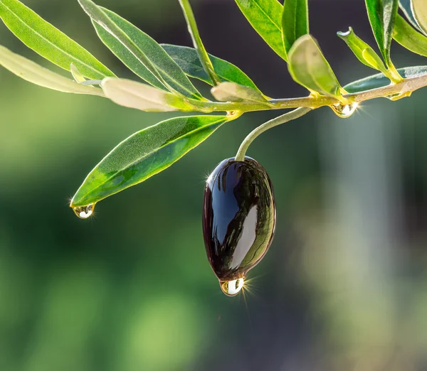 Olivenöl tropft aus der Olivenbeere. Konzeptbild. — Stockfoto