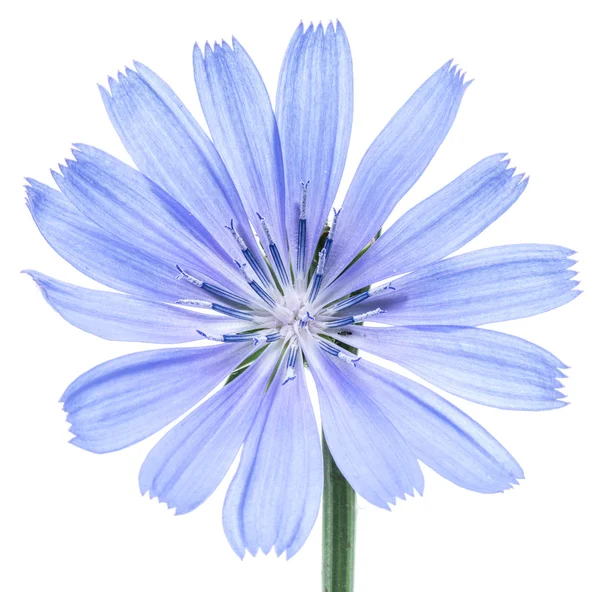 Flores de achicoria aisladas sobre el fondo blanco . — Foto de Stock