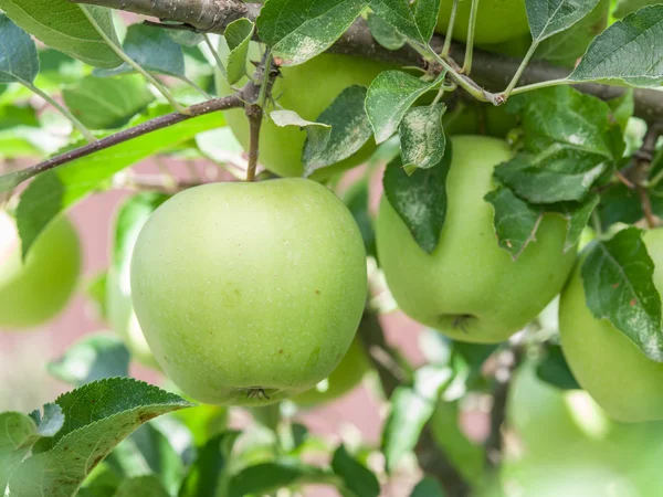 Dojrzałe Jabłka Golden Delicious na drzewie. — Zdjęcie stockowe