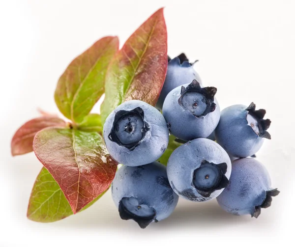 Reife Blaubeeren auf weißem Hintergrund. — Stockfoto