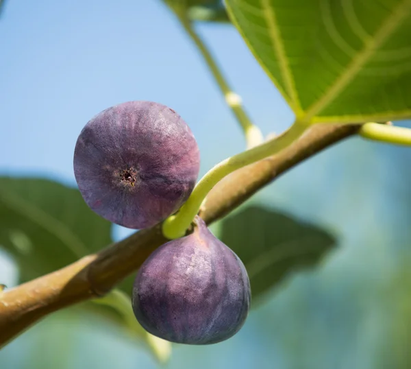 Reife Feigen Früchte auf dem Baum. — Stockfoto