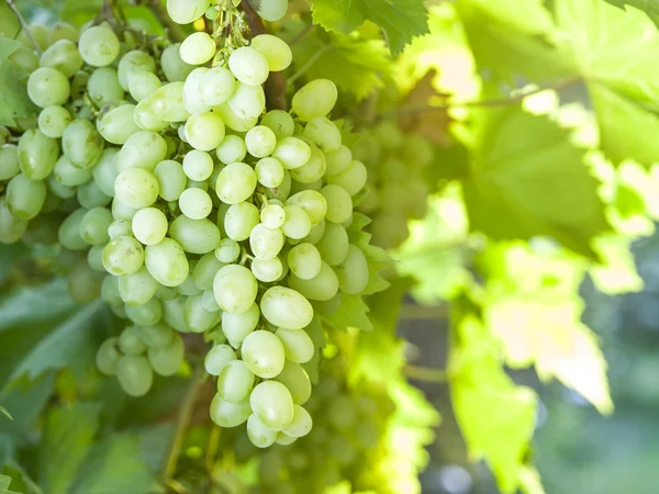 Спелый киш-миш виноград на виноградной лозе . — стоковое фото