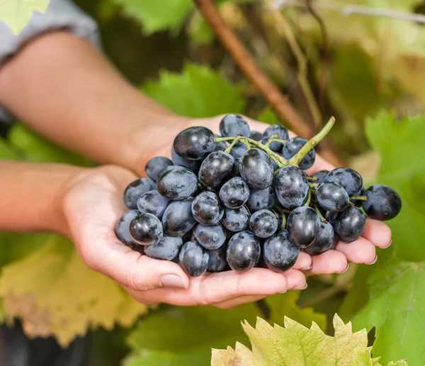 Purple grape in the hands. — Stock Photo, Image