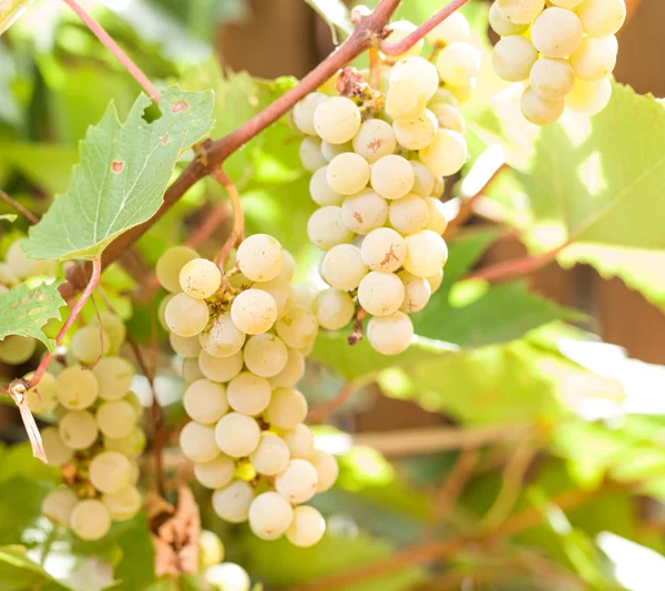 Egy rakás fehér szőlő a szőlőn.. — Stock Fotó