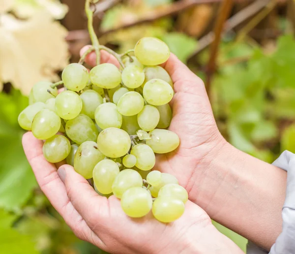Egy rakás fehér szőlő a szőlőn.. — Stock Fotó