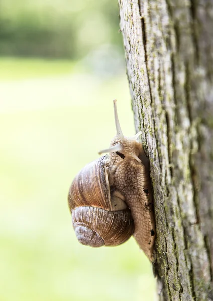 Snegl som kryper opp i treet . – stockfoto