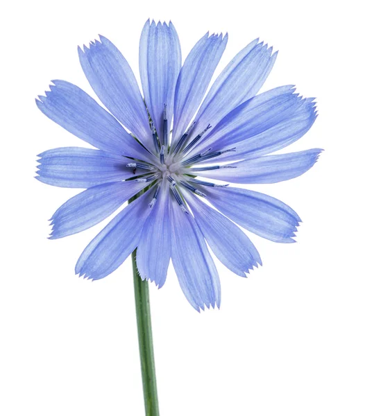 Flores de achicoria aisladas sobre el fondo blanco . — Foto de Stock