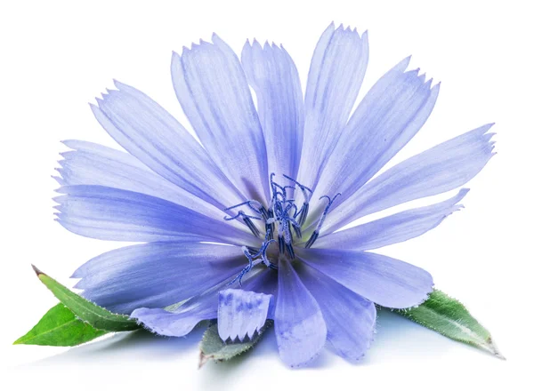 Chicory flowers isolated on the white background. — Stock Photo, Image