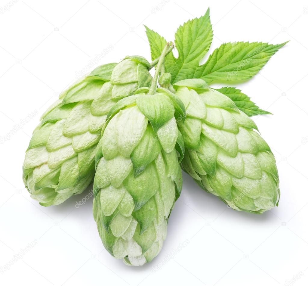Hop cones. Isolated on white background.