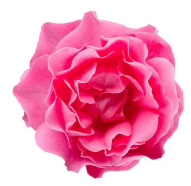 Beyaz arka planda canlı pembe bir gül. Dosya kırpma yolu içeriyor.