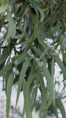 Okaliptüs boyunca yavaş çekim yakın planda kalır. Doğal arkaplan.