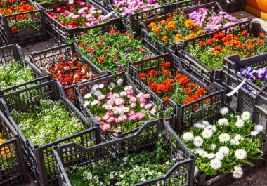 Kadife çiçekleri, portulakalar, nonoşlar ve kasımpatılar da dahil olmak üzere renkli çiçek fideleri, bir kreş veya pazarda satılmak üzere siyah plastik kasalarda sergileniyorlar..