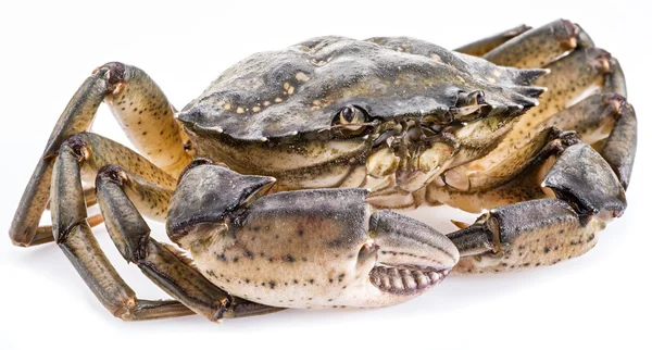 Carcinus maenas-ätbara levande krabba. — Stockfoto