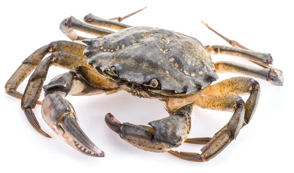 Çingene maenas-yenilebilir hayatta Yengeç.