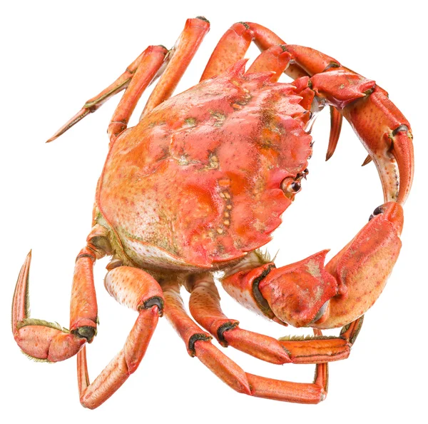 Cooked crab. File contains clipping paths. — Stock Photo, Image