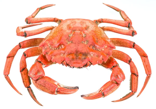 Cooked crab. File contains clipping paths. — Stock Photo, Image