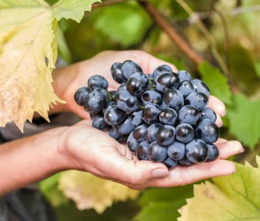 Elinde mor üzüm.