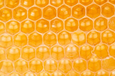 Petek. Yüksek kaliteli resim.