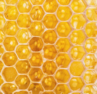 Honeycomb. High-quality picture. clipart