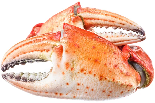 Gekookte krab claws. Bestand bevat uitknippaden. — Stockfoto