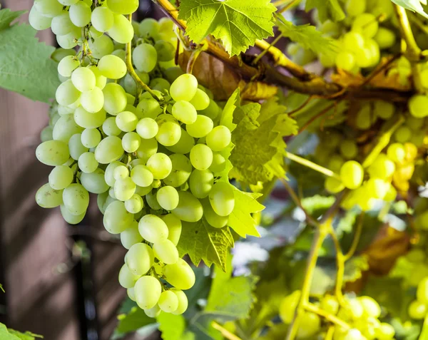 Rijp Kish-mish druiven op de wijnstok. — Stockfoto